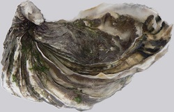 Raw Pacific oyster